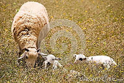 A sheep with two cute little lambs on meadow