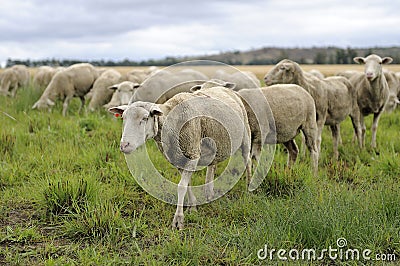 Sheep walking in field