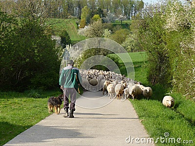 Sheeps follow shepherd