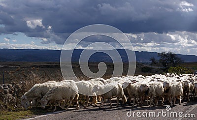 Sheeps on the road.