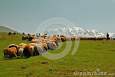 Sheeps, shepherd