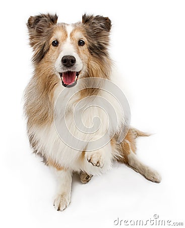 Sheltie Dog With Paw Out Isolated on White