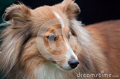 Sheltie - Shetland Sheep Dog