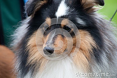 Sheltie - Shetland Sheep Dog