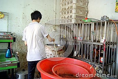 Shenzhen china: the supermarket chicken stalls