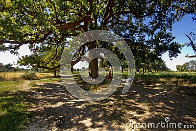 A shephed lady in Big dense mango Trees in farms