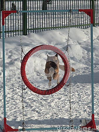 Shepherd adult flies through the ring