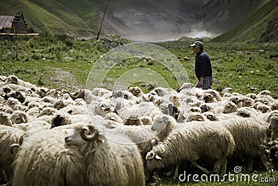 Shepherd and flock of sheep