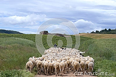 Shepherd with flock of sheep in natural landscape