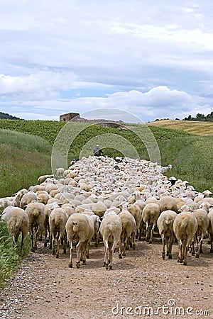 Shepherd with flock of sheep in natural landscape