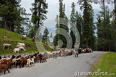 Shepherd with his sheep, lambs