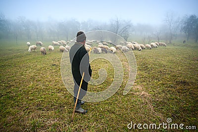 Shepherd watching over sheep