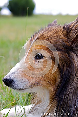 Shetland Sheep Dog Portrait