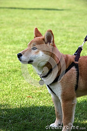 Shiba dog