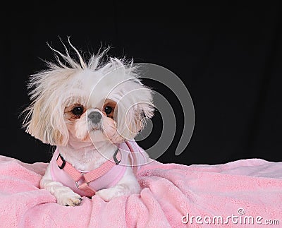 Shih Tzu Dog Bad Hair Day