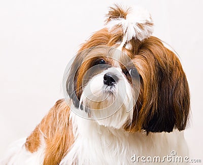 Shih Tzu dog in studio on a white