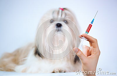 Shih tzu dog treatment