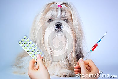 Shih tzu dog treatment