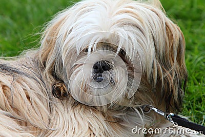 how to a shih tzu to lay shih tzu stock photo image 54041239 how to a shih tzu to lay shih tzu stock photo image 54041239