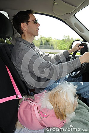 Shih Tzu Puppy In A Safety Harness