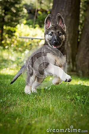 Shiloh Shepherd German Shepherd Running in Yard