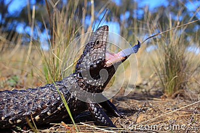 Shingleback Lizard hissing blue tongue