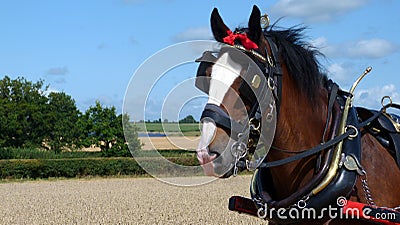 Shire Horse at a Country Show in England