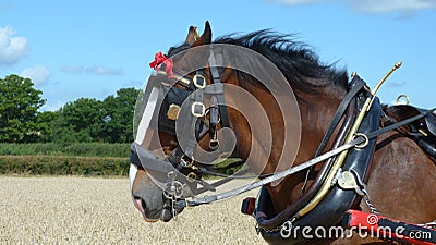 Shire Horse at a Country Show