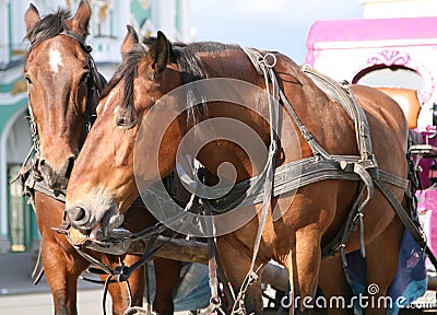 Shire horses