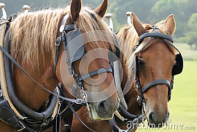 Shire horses