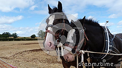 Shire Horses at a Country Show