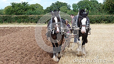 Shire Horses at a Working Day Country Show in England