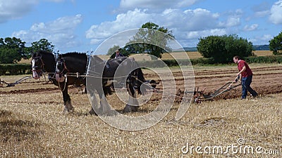 Shire Horses at a Working Day Country Show in England