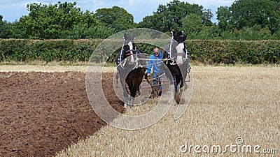 Shire Horses at a Working Day Country Show in England