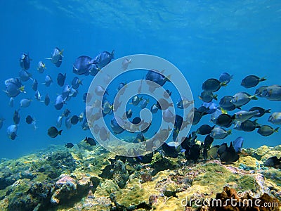 Shoal of Blue Tang fish and Ocean Surgeonfish