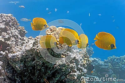 Shoal of butterfly fish on the reef