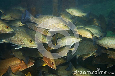 Shoal of gray snapper fish under a dock Caribbean
