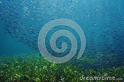 Shoal of small fish swimming together