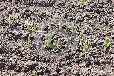 Shoots of spring barley sprouting in field