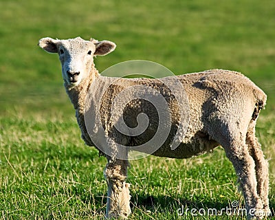 Shorn Sheep