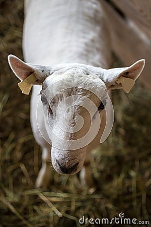 Shorn sheep