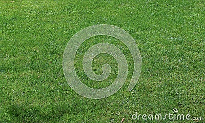 Short cut grass background