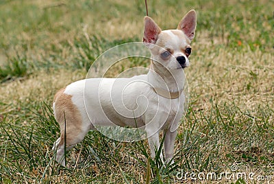 Short-Haired Chihuahua