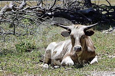 Short horned Longhorn on Texas Ranch