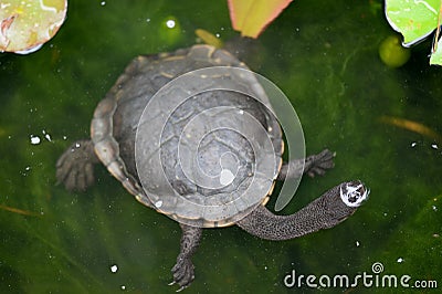 Short Neck Turtle