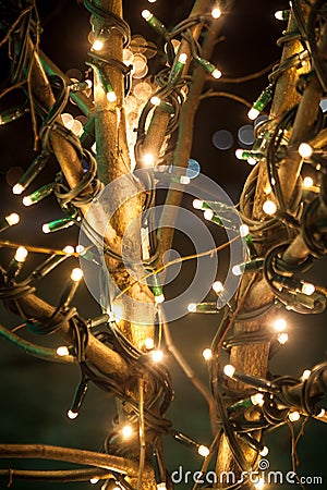 Shot of tree decorated with lights at night