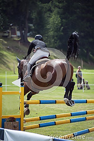 Show jumping horse and rider