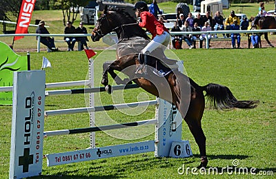 Show jumping horse and rider