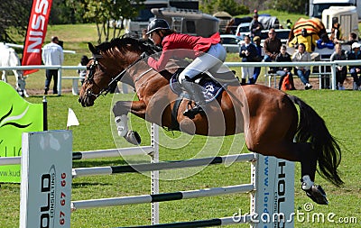 Show jumping horse and rider