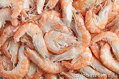 Shrimp background